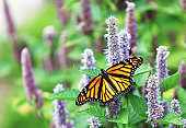 Monarch Butterfly (Danaus plexippus) on Lavender Anise Hyssop Blossom