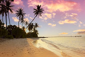 Summer tropical with colorful theme as palm trees on the beach background