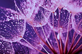 Macro abstract of water drops on dandelion seeds