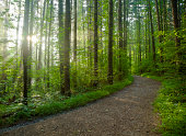 Footpath in a dense forest on a sunny day