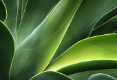 close-up of a cactus