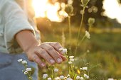 Woman walking through meadow and touching beautiful white flowers at sunset, closeup. Space for text