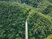 nagao jungle bridge, yanbaru-national park, okinawa, japan