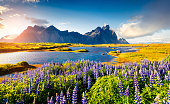 Blooming lupine flowers on the Stokksnes headland