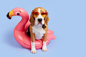 A beagle dog wearing sunglasses sits on an inflatable pink flamingo on a blue isolated background.