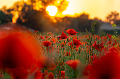 beautiful wild flowers field poppies at sunset on a green meadow in the countryside