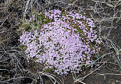 Moss campion, cushion pink, Silene acaulis, pink flowers in Iceland