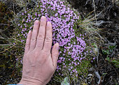 woman's hand touches a small purple flower