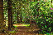 Trail in the Enchanting Fairy Tale Spring Garden