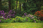 Trail in the Enchanting Fairy Tale Spring Garden