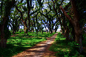 Walking trail in tropical with forest giant trees and huge trunks and branches at De Djawatan Benculuk Banyuwangi.