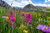 Alpine Wildflowers