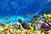 Underwater world with corals and tropical fish.