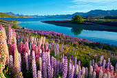 Lupins At Lake Tekapo