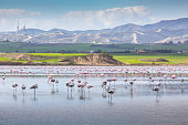 Pink and grey flamingos at the salt lake of Larnaca