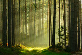 Sunbeams breaking through Pine Tree Forest at Sunrise