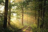 Country road at dawn