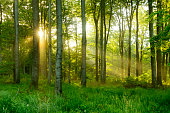 Green Natural Beech Tree Forest illuminated by Sunbeams through Fog