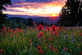 Wildflowers in Mountain Meadow at Sunset