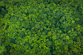 Green forest foliage aerial view woodland tree canopy nature background