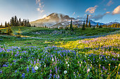 Wild flowers in the grass on a background of mountains.