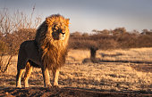 Lion on a hill