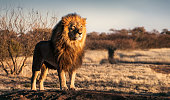 Single lion standing proudly on a small hill