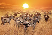 Zebra at sunset in the Serengeti National Park. Africa. Tanzania.