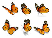 six monarch butterfly