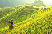 Rice fields on terraced of Mu Cang Chai, YenBai, Rice fields prepare the harvest at Northwest Vietnam.Vietnam landscapes.