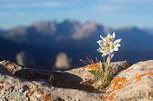 Edelweiss with Mountain in background - Alps