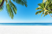 Palm trees and tropical beach background