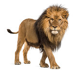 Lion, Panthera Leo, 10 years old, isolated on white