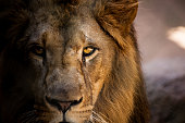 Lion looking straight into the camera.