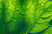 Light-flooded green leaf