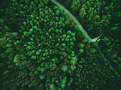 Wild forest and wonderlust car on road, aerial from above