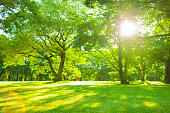 Garden sunlight