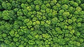 Top view of a young green forest in spring or summer