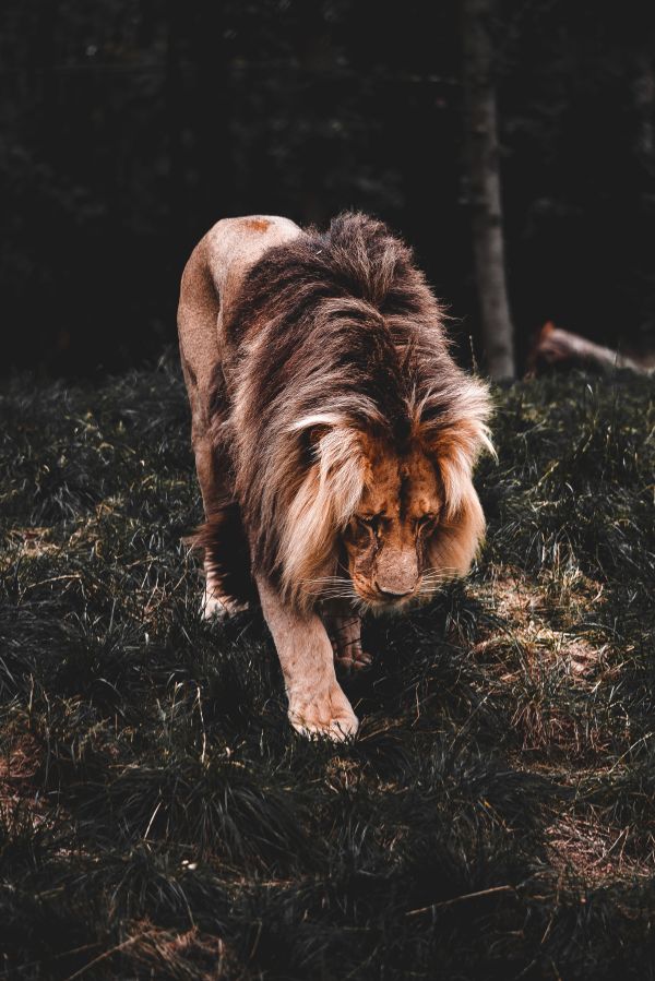 Lion Walking Slowly Free Photo