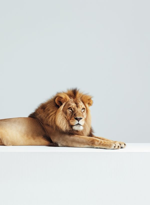 Minimalist Photo of Lion Relaxing in Studio Free Image