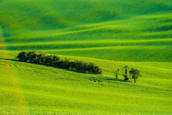 Moravian Tuscany Green Wheat Fields Free Photo