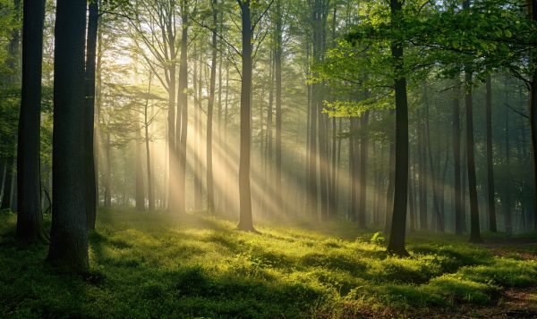 Morning Sun Rays in Green Forest Free Image