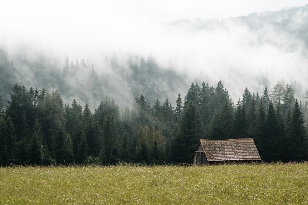 Old Barn Near The Forest Hidden in The Fog Free Photo