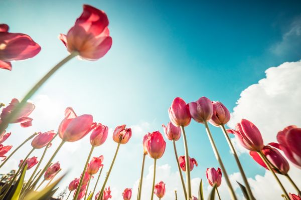 Pink Tulips From Below Free Photo