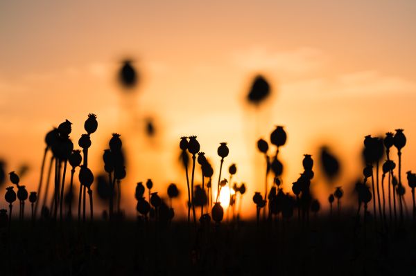 Poppy Seed Pods Free Photo