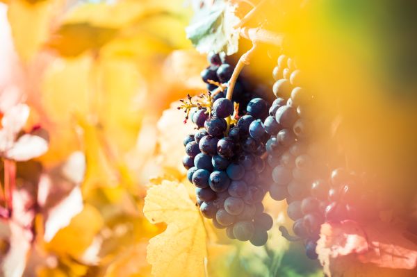 Ripe Wine Grapes in Vineyard Field Free Photo