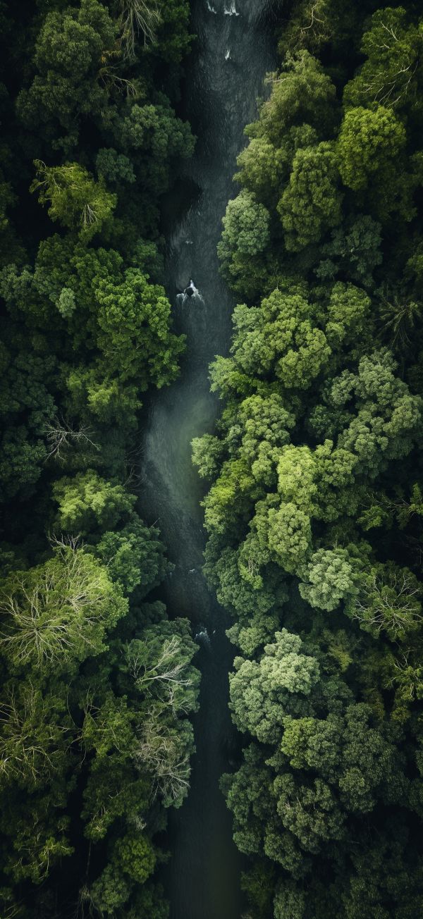 River in the Forest Drone Top View Free Image