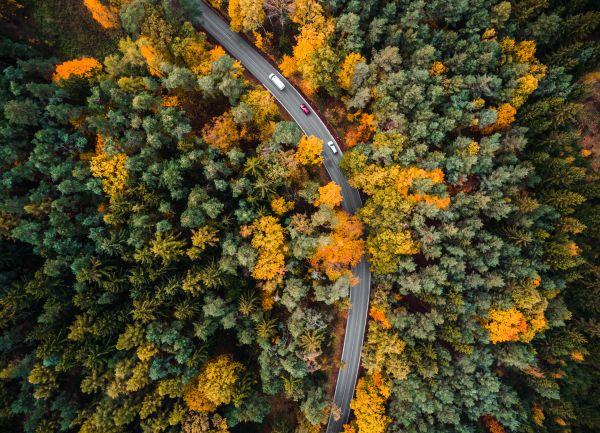 Road in the Woods Aerial Free Stock Photo