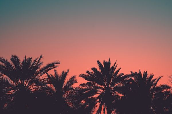 Tropical Palms with Vintage Color Gradient Free Photo