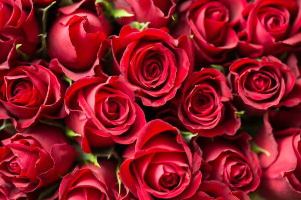 Valentine’s Day Red Roses Close Up Free Photo